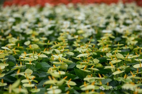 祿豐花卉產(chǎn)業(yè)協(xié)會(huì)換屆啟新程 云花標(biāo)桿領(lǐng)跑全州，美麗經(jīng)濟(jì)綻放芬芳