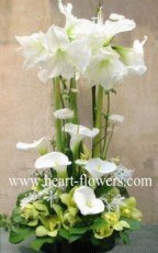 心花怒放 專業(yè)花卉服務(wù)，傳遞美好情感