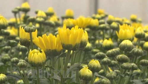 辛巴助力硯山花卉產(chǎn)業(yè)，綻放美麗經(jīng)濟(jì)新篇章