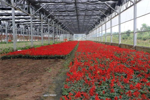 60萬株精品花卉扮靚城區(qū)，自然美妝點(diǎn)亮城市容顏