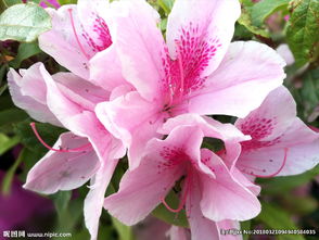 花卉數碼專題 高清花卉圖片賞析與下載指南